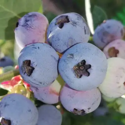 Голубика ХАРРИСОН в Жодино