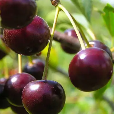 Вишня ЛИВЕНСКАЯ в Жодино