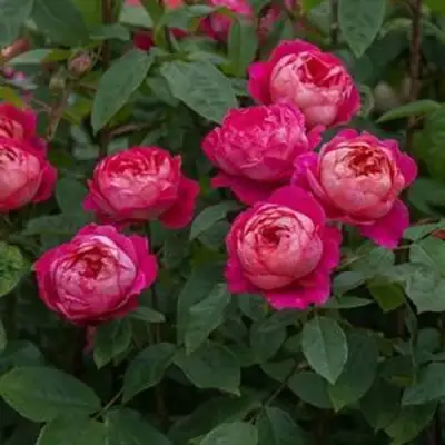 Роза БЕНДЖАМИН БРИТТЕН шраб в Жодино