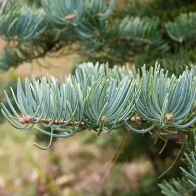 Пихта КОНКОЛОР в Жодино