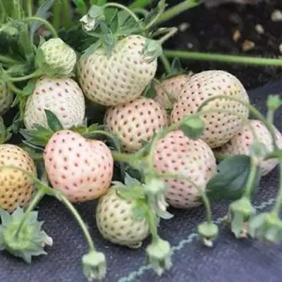 Клубника АНАНАСА ремонтантная в Жодино