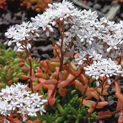 Очиток (седум) КОРАЛ КАРПЕТ белый в Жодино