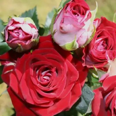 Роза РУБИ СТАР спрей в Жодино