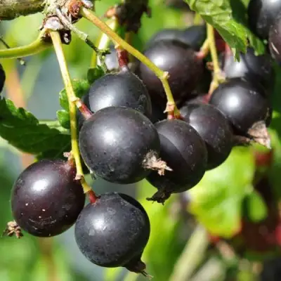 Йошта ДЖОСТАБЕРРИ в Жодино