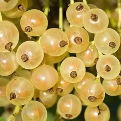 Смородина белая СМОЛЬЯНИНОВСКАЯ в Жодино