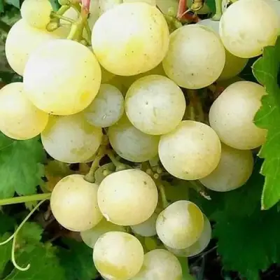 Виноград КЕША МУСКАТ в Жодино