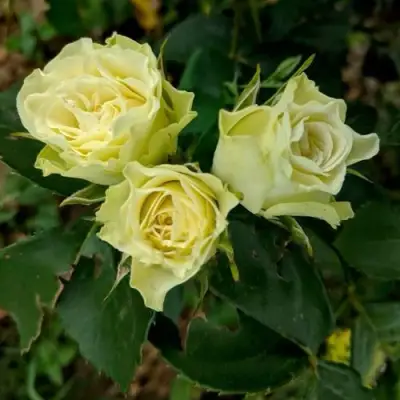 Роза ЛУВИАНА спрей в Жодино