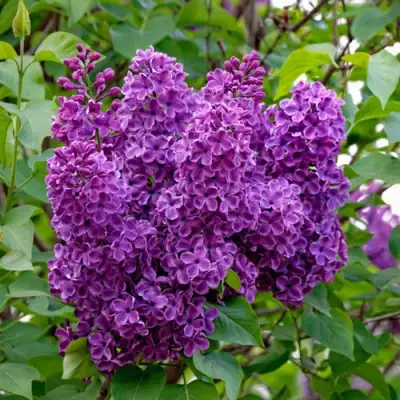 Сирень СУМЕРКИ в Жодино