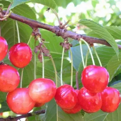 Черешня НАСЛАЖДЕНИЕ в Жодино