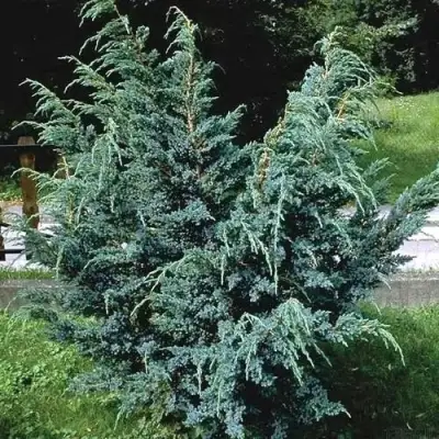 Можжевельник БЛЮ АЛЬПС китайский  в Жодино
