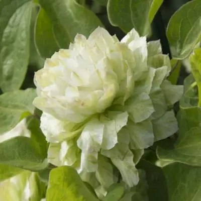 Клематис КОХАНА в Жодино