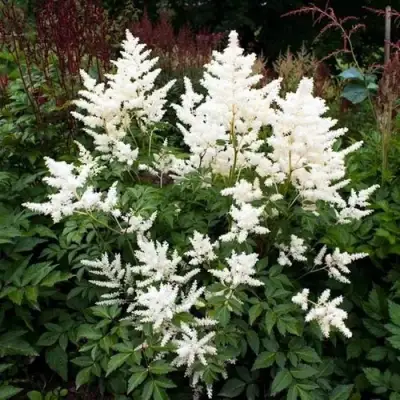 Астильба ДОЙЧЛАНД японская в Жодино