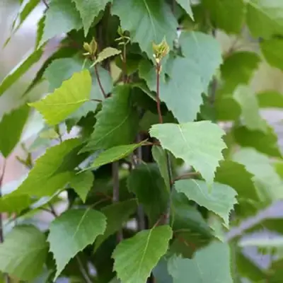 Береза ФАСТИГИАТА повислая  в Жодино