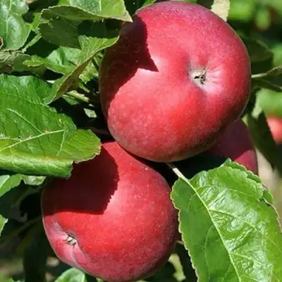 Яблоня СОЗВЕЗДИЕ колонновидная в Жодино