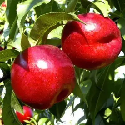 Нектарин ХАРКО в Жодино