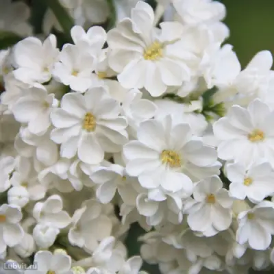 Сирень РОЧЕСТЕР в Жодино