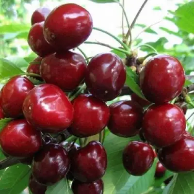 Черешня ГРОНКАВАЯ в Жодино