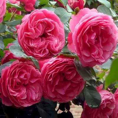 Роза ЛЕОНАРДО ДА ВИНЧИ флорибунда в Жодино