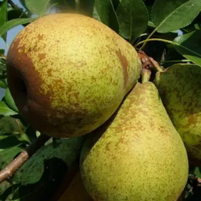 Груша ГЕНЕРАЛ ЛЕКЛЕРК в Жодино