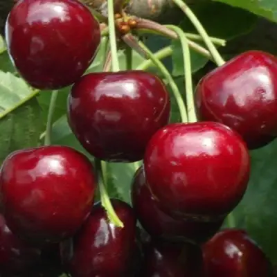 Черешня ГРОНКАВАЯ в Жодино