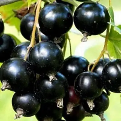 Смородина чёрная СОКРОВИЩЕ в Жодино