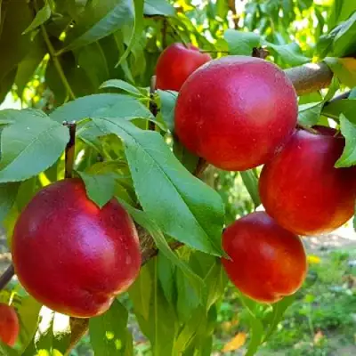 Нектарин НЕКТАРЕД-4 в Жодино