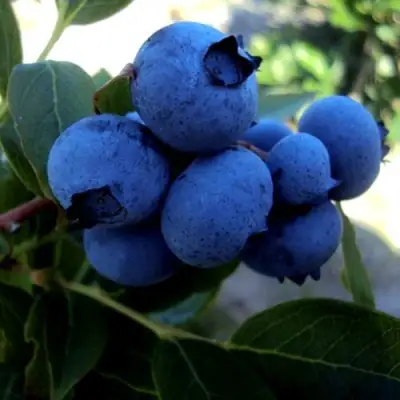 Голубика ДЖЕРСИ в Жодино