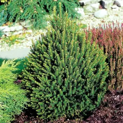 Ель КОМПАКТА обыкновенная в Жодино