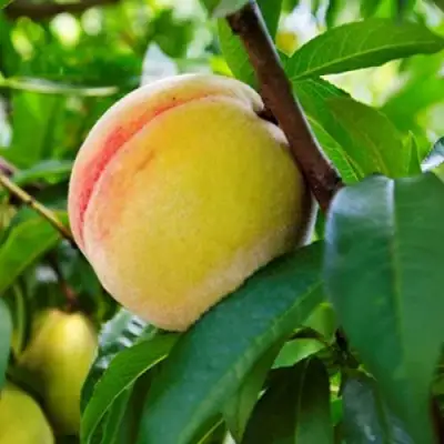 Персик ДОНЕЦКИЙ ЖЕЛТЫЙ в Жодино