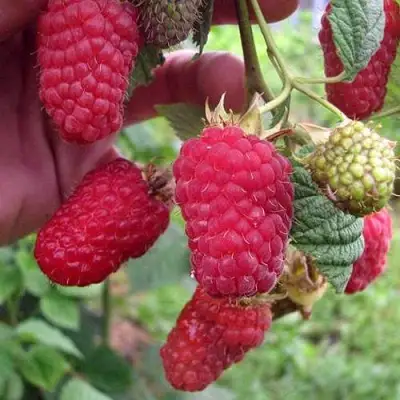 Малина МАРОСЕЙКА в Жодино