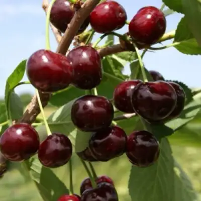 Вишня ГРИОТ БЕЛОРУССКИЙ в Жодино