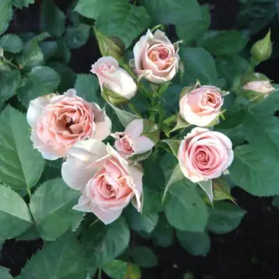 Роза ЯНА спрей в Жодино