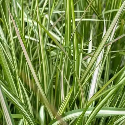 Вейник АВАЛАНШ остроцветковый в Жодино