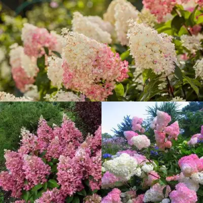 Комплект ЯГОДНОЕ МОРОЖЕНОЕ в Жодино