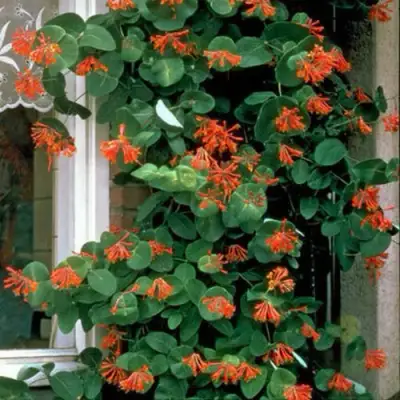 Жимолость ДРОМПОР СКАРЛЕТТ брауна в Жодино