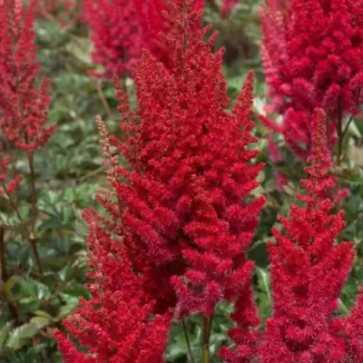 Астильба СКАЙСКРЕЙПЕР китайская в Жодино