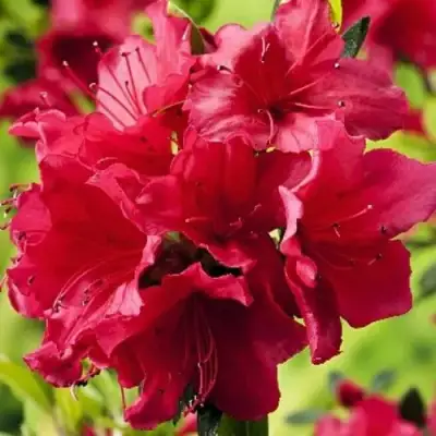 Азалия АРАБЕСК японская в Жодино