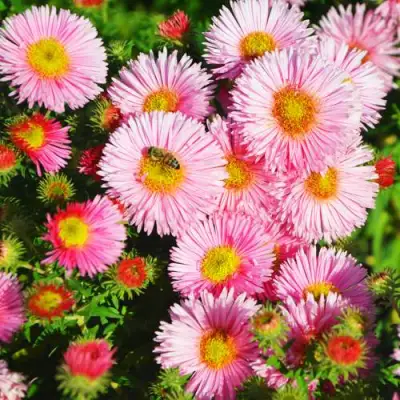 Астра РУДЕЛЬСБУРГ новоанглийская в Жодино