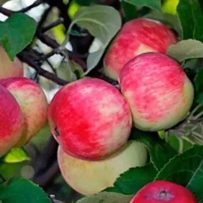 Яблоня СЕРЕБРЯНОЕ КОПЫТЦЕ в Жодино