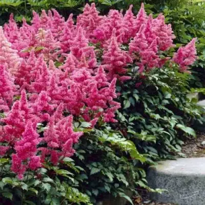 Астильба БОНН японская в Жодино