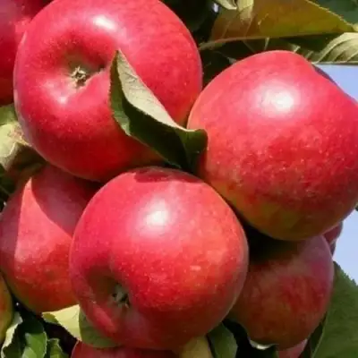 Яблоня ДЖИН колонновидная в Жодино