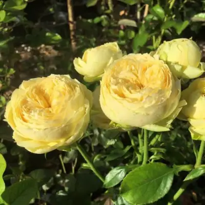 Роза КАТАЛИНА спрей в Жодино