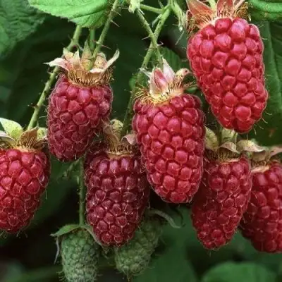 Малина РУБИНОВОЕ ОЖЕРЕЛЬЕ в Жодино