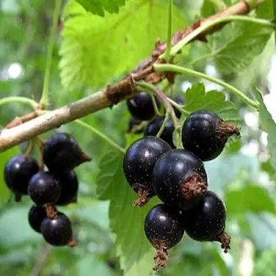 Смородина чёрная БИНАР в Жодино