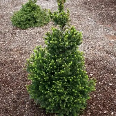 Ель ВИЛС ЦВЕРГ обыкновенная в Жодино