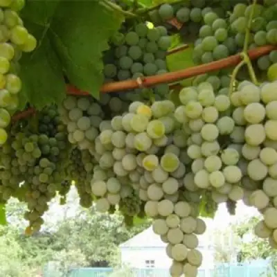 Виноград АНАНАСНЫЙ РАННИЙ в Жодино