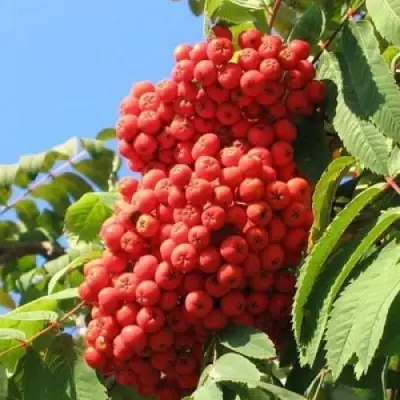 Рябина НЕВЕЖИНСКАЯ сладкоплодная в Жодино