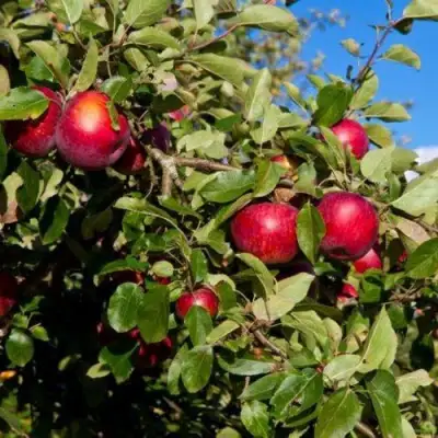 Яблоня СЯБРЫНА в Жодино