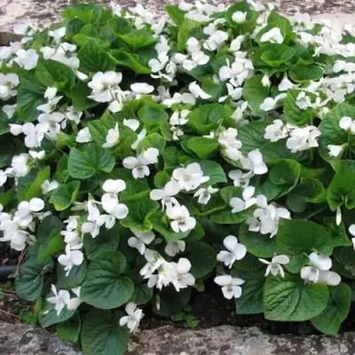 Фиалка АЛЬБИФЛОРА сестринская в Жодино