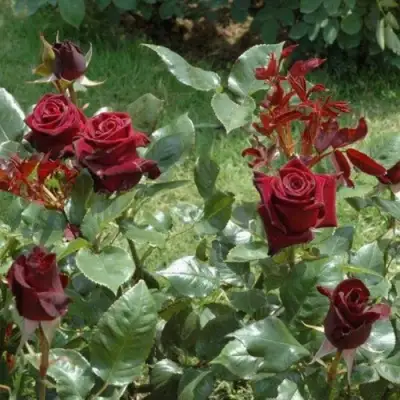 Роза БЛЭК БАККАРА чайно-гибридная в Жодино